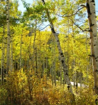 aspen-trees