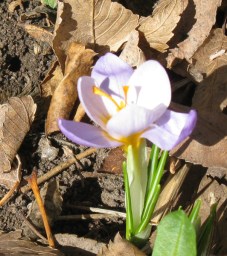 crocus_21