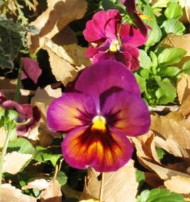 nov-pansies_crop