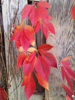 red-vine-fence