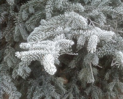 frost-on-evergreen2