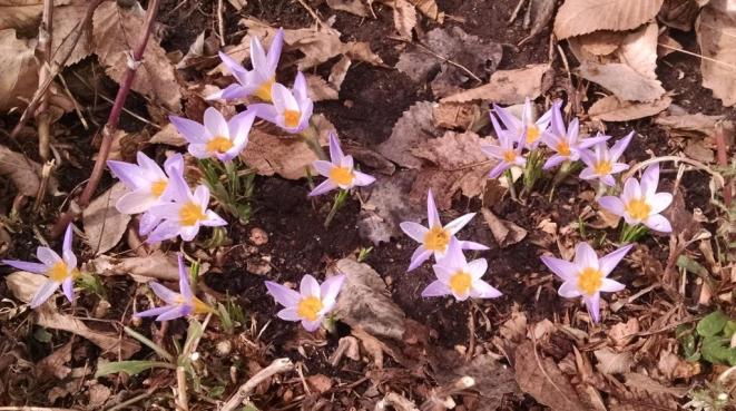 crocuses