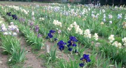 iris fields