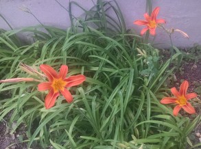 daylily plant