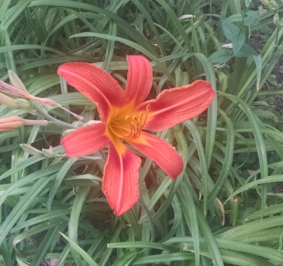 daylily single