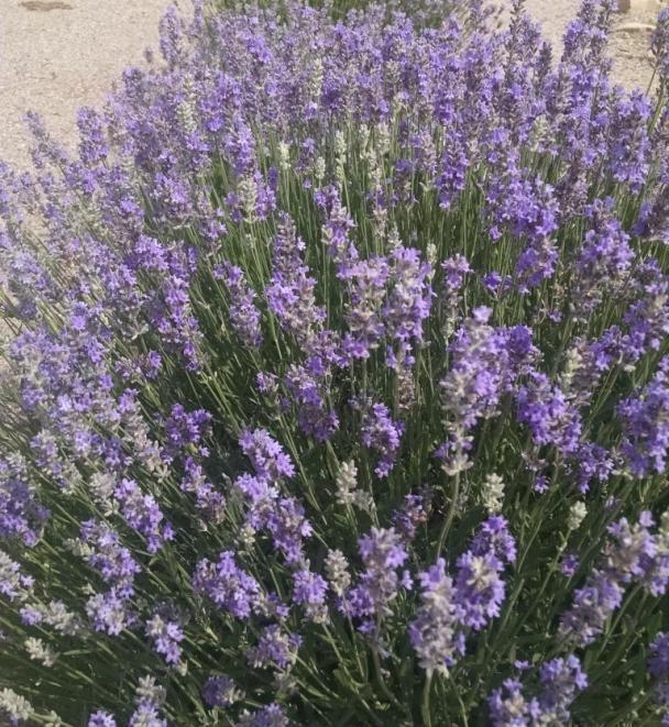 lavender1