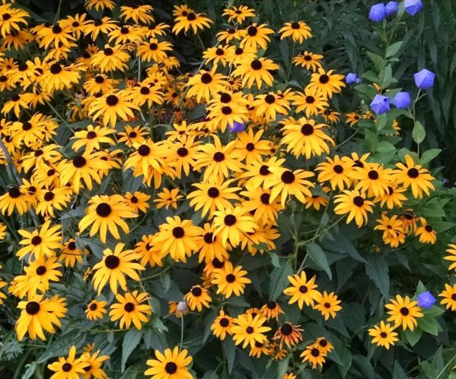 rudbeckia_1