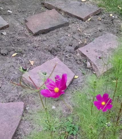 cosmos and pavers