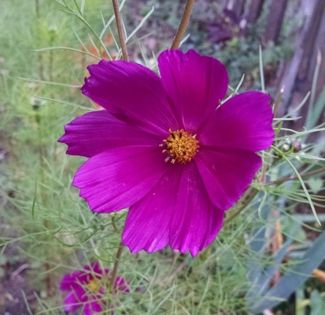 cosmos closeup