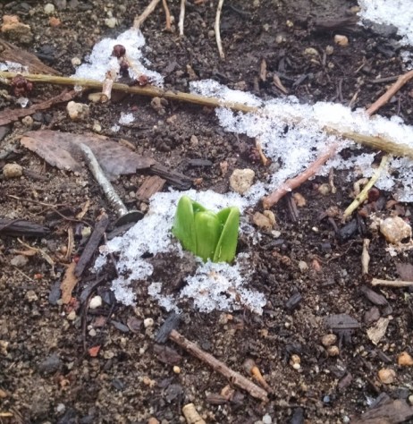 hyacinth shoots in snow_compress