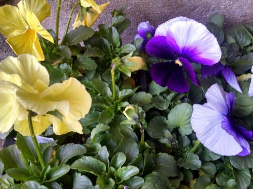 pansies yellow purple