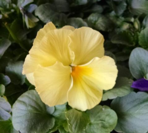yellow pansy