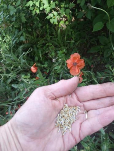 seeds to plant hand