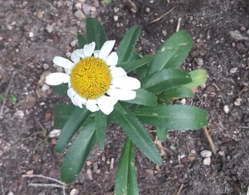 wilted daisy
