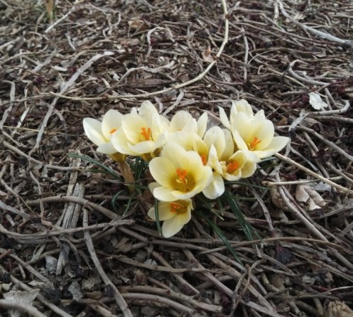crocus_march 12_pic3