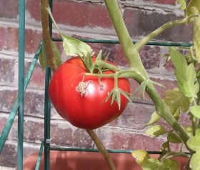 tomato-on-plant-e1567120913407.jpg